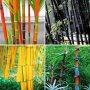 100 бр бамбукови семена от черен бамбук Black Bamboo растение декорация за двора и градината, снимка 16
