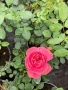 Катерливи рози 6 цвята , снимка 8