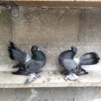 Магнитогорски руски гълъби , снимка 17 - Гълъби - 43151117