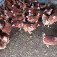 кокошки ломан Браун, снимка 1 - Кокошки и пуйки - 44889900