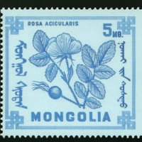 Диви горски плодове на Монголия-8 марки, 1968 г., Монголия, снимка 2 - Филателия - 27971987