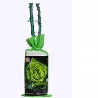 Корени готови за засаждане ” Черна Роза ”, " Нефрит ", " Дъгова " внос Холандия, сертифицирани, снимка 8 - Градински цветя и растения - 36733683
