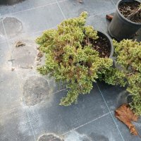 Juniperus procumbens 'Nana' (Хвойна прокумбенс 'Нана'), снимка 8 - Градински цветя и растения - 39205317