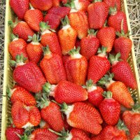 продавам расад ягоди и малини, снимка 8 - Разсади - 32538585