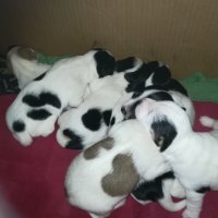 ПРОДАВАМ-продавам djack russell terrier 0406211147, снимка 12 - Джак ръсел териер - 32281099