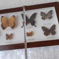  Пано с истински пеперуди в рамка 47х23 см, снимка 10 - Пана - 34871203