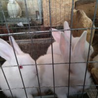 Зайци и заешко месо, снимка 5 - Други животни - 26212785