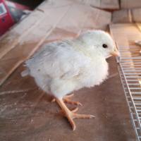 пилета Лекхорн , снимка 2 - Кокошки и пуйки - 44863819