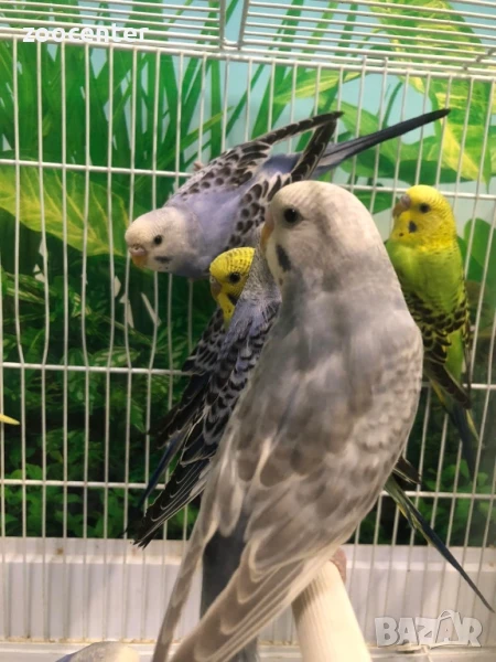 Вълнисти папагали, снимка 1