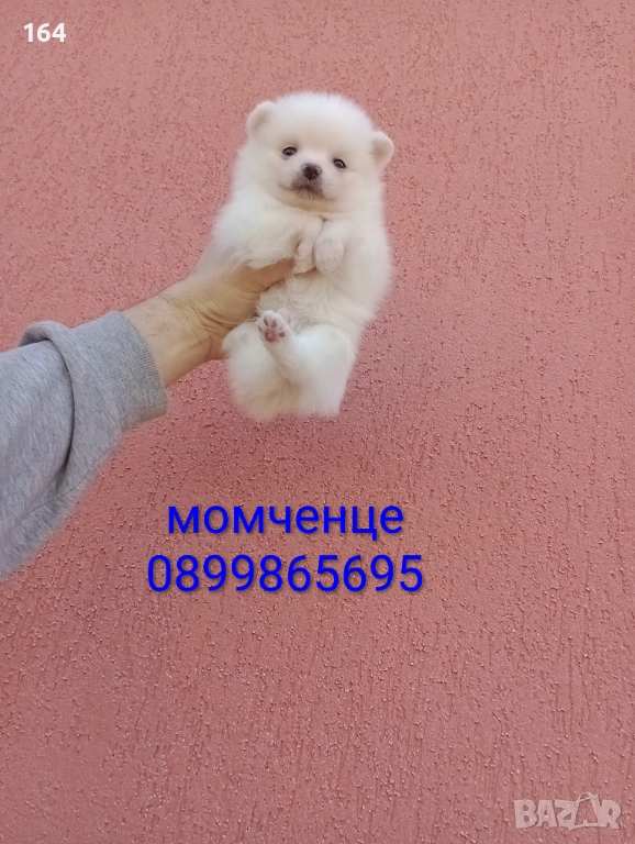 Бяло момченце. Померан. , снимка 1