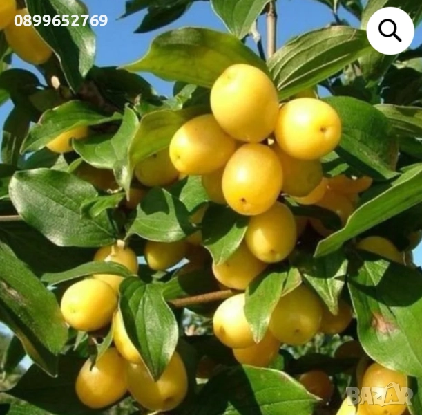 Жълт дрян, снимка 1