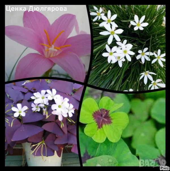 Зефирантес и детелинки - промо пакет пролетни луковици - ограничени количества!!!, снимка 1