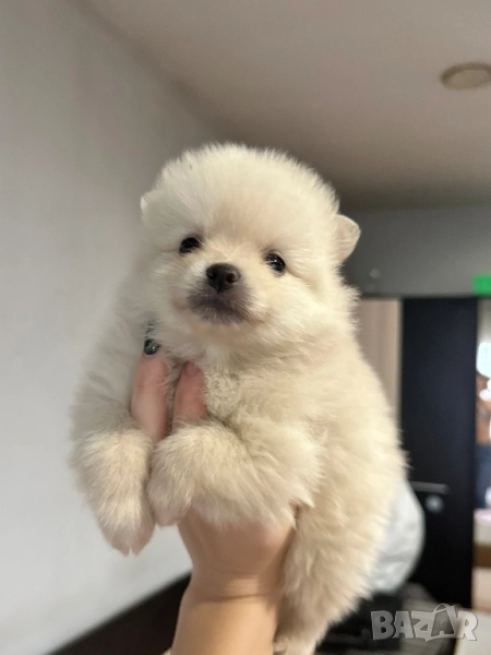 Померан , снимка 1