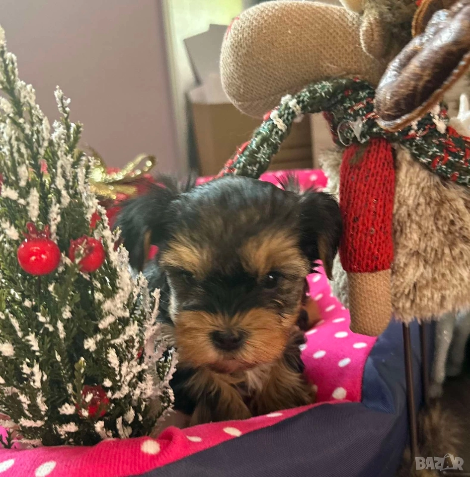 Мини йорки , снимка 1