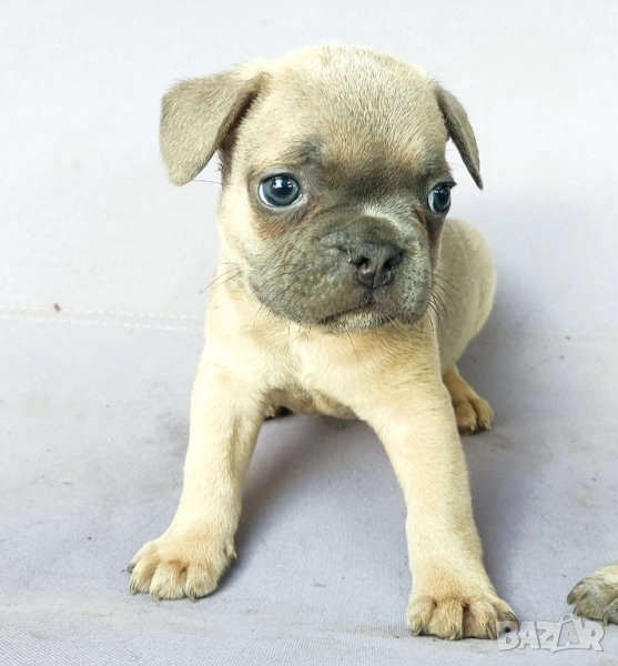 френски булдог / булдоче, снимка 1