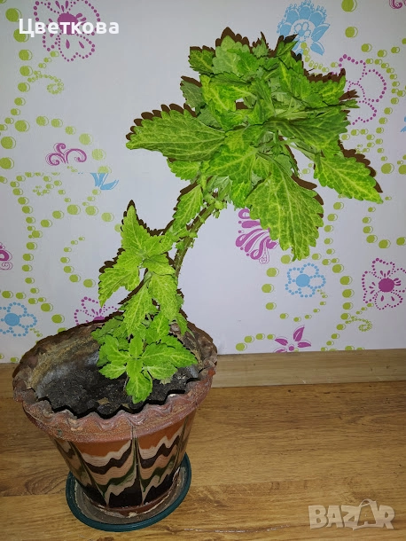 3 растения + отстъпка, снимка 1