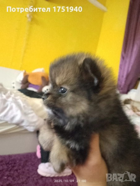 женско померанче , снимка 1