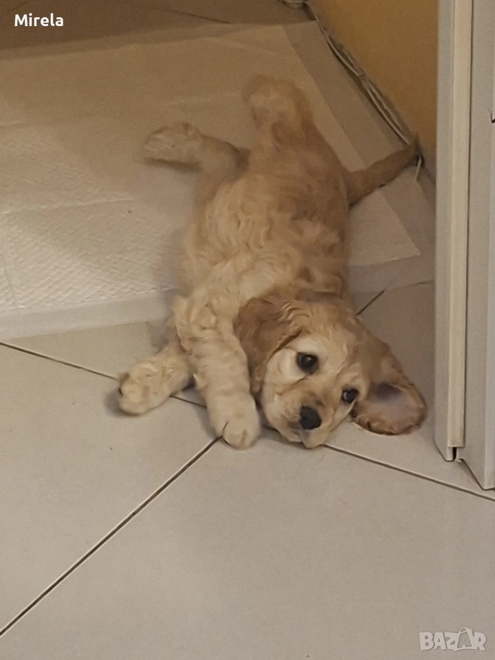 Кокер шпаньол , снимка 1