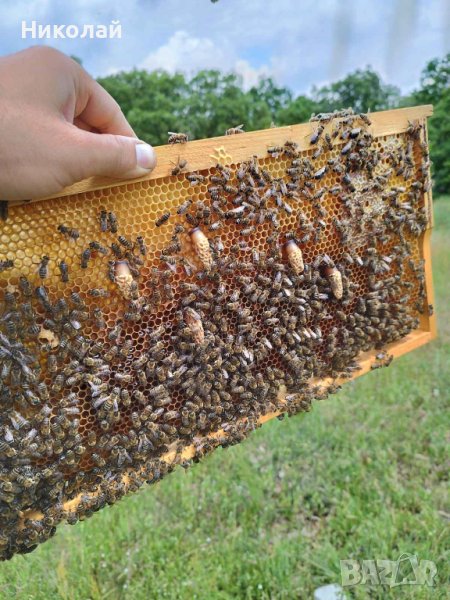 Пчелни семейства/ отводки/ - записване 2024, снимка 1