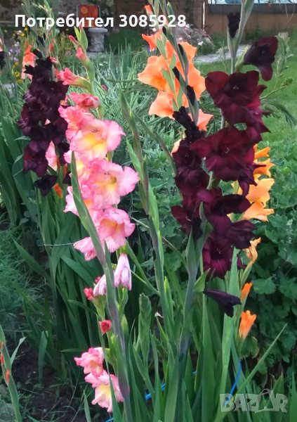 ❌️❌️НЯМА НАЛИЧНОСТ❌️❌️✍🏻Поръчки от есента до април✍🏻  Гладиоли микс - луковици✍🏻 ✍🏻 , снимка 1