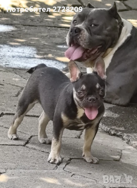 френски булдог /French Bulldog , снимка 1