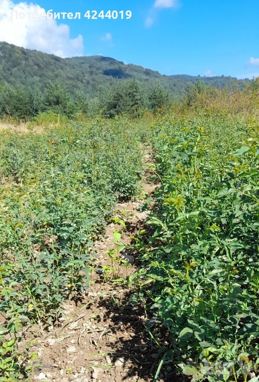 Разсад шипка, снимка 1