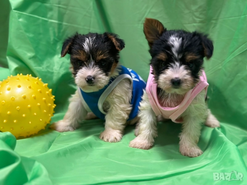 Мини йорки бийвър , снимка 1