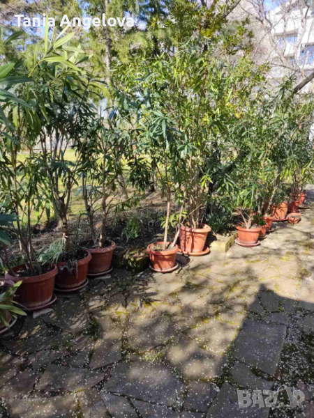 Олеандър(Зукум).Височина до 2м.Розов,кичест. , снимка 1