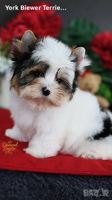 Йорк! Мини Момче - Голям сладур! Доставка , снимка 1