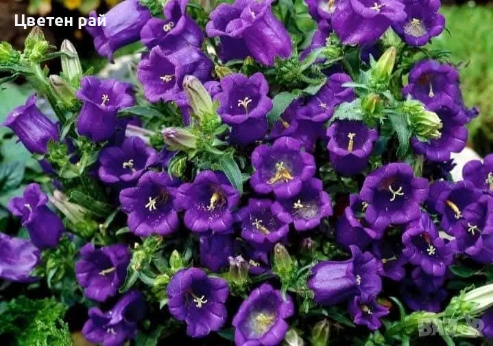 Кампанула камбанка и кампанула гломерата , снимка 1