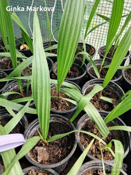 Палма Хамеропс (Chamaerops humilis), снимка 1