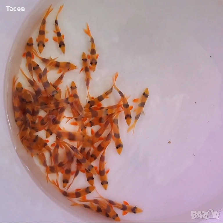 Боция макраканта 5-6см, снимка 1