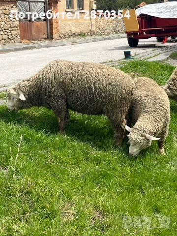 Ил Дьо Франс, снимка 6 - Овце - 50585537