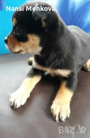 мини чиху пинчери, снимка 3 - Пинчер - 52348906