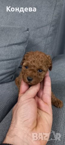  Пуделче/пудели, снимка 3 - Пудели - 40955310