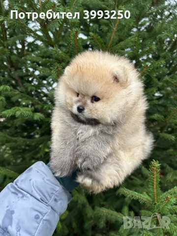Померан момче, снимка 6 - Померан - 52576523