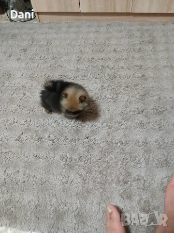 Mini Pomeran, снимка 8 - Померан - 52793701