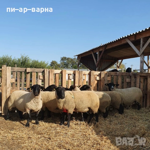 #продажбанаакции #русевхолдингеад #акционернодружество #съкооператори #ферма #фермазакокошки #яйца , снимка 4 - Продажба или споделяне на готов бизнес - 52383178