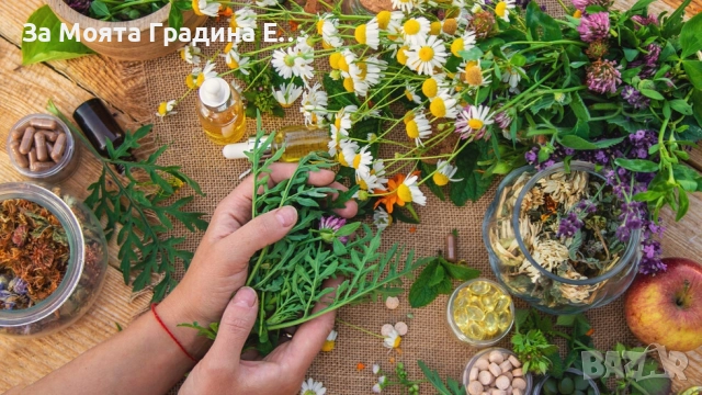 Билки и Подправки - Разсади, снимка 5 - Разсади - 52529888