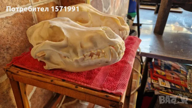 кожи от вълк и черепи, снимка 5 - Антикварни и старинни предмети - 44601432