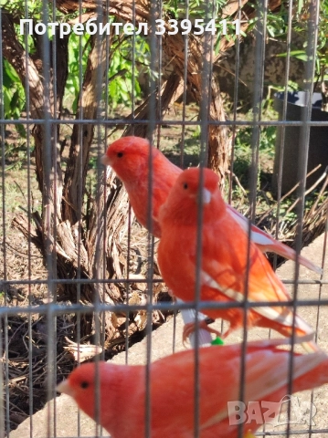 продавам цветни канари Жълти Червени Глостери и Венецуелски Скатии , снимка 5 - Канари - 52323560