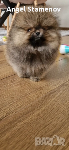 Померан,мини момченце с родословие!, снимка 2 - Померан - 53208827