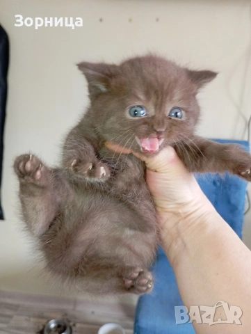 БРИТАНСКО КОТЕ, снимка 6 - Британска късокосместа - 53468415