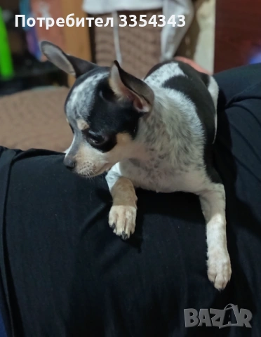 Чихоа родено 23 1125, снимка 6 - Чау Чау - 53539097