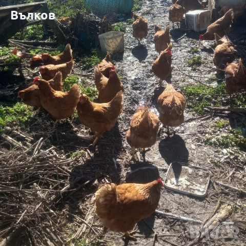 кокошки носачки , снимка 2 - Кокошки и пуйки - 53480889