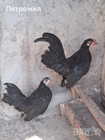 Декоративни петле и ярка, снимка 2 - Кокошки и пуйки - 51141854