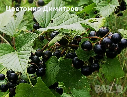 Френско черно грозде - касис (сорт “Победа”), снимка 1