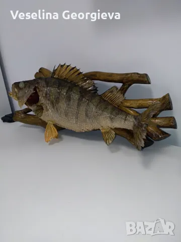 Сух препарат -  Костур, снимка 4 - Декорация за дома - 48766007