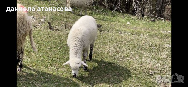 Прясно агнешко  от биоферма, снимка 1 - Овце - 36934187