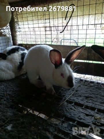 Калифорнийски зайци , снимка 3 - Други - 53016614